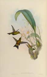 Eriocnemis derbyi